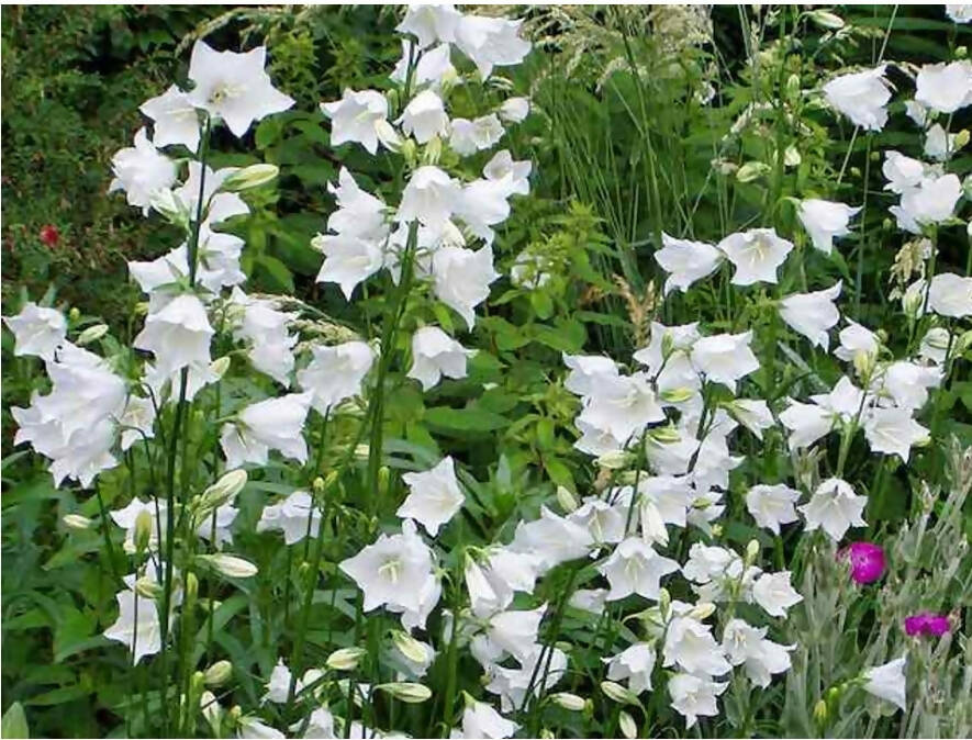 Campanula persicfolia Alba &#39;White Bell&#39;