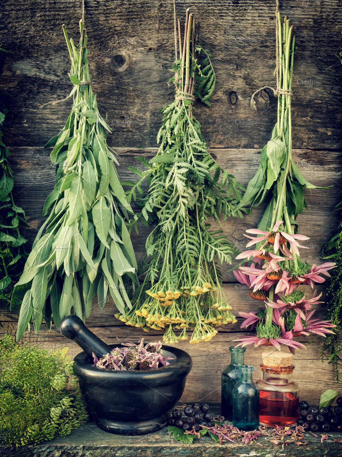 herbs and medicinal plants