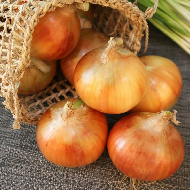 Senshyu Onion
