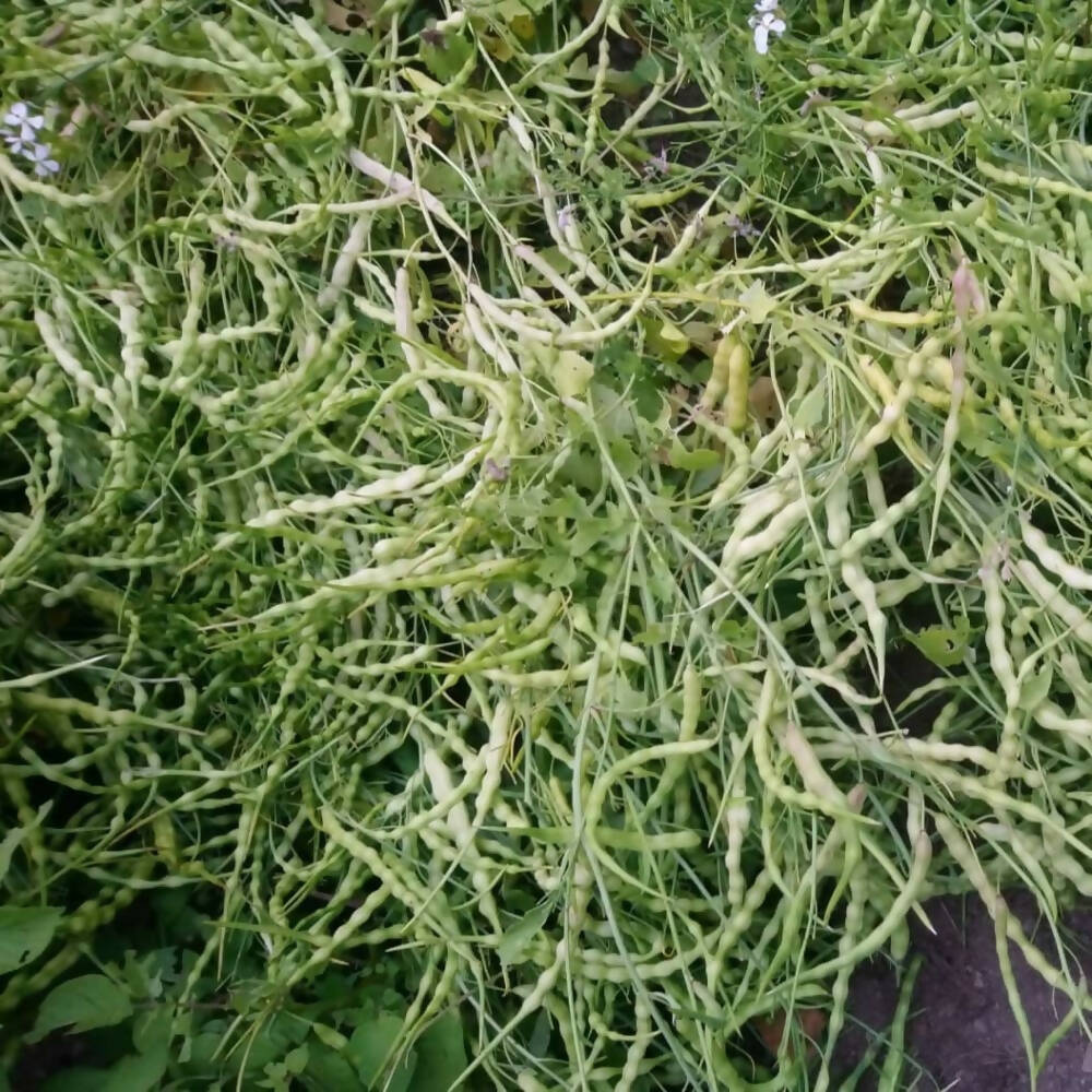 rat-tailed-radish-seed