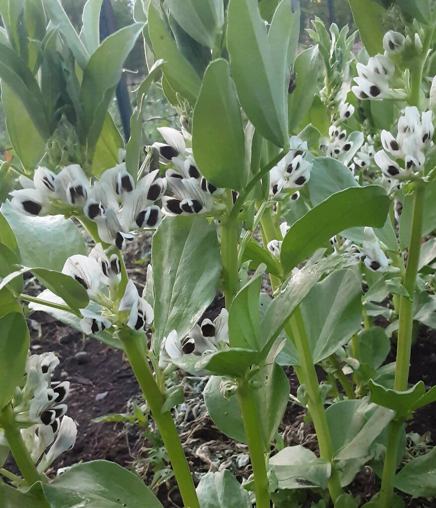 Black Russian broad bean