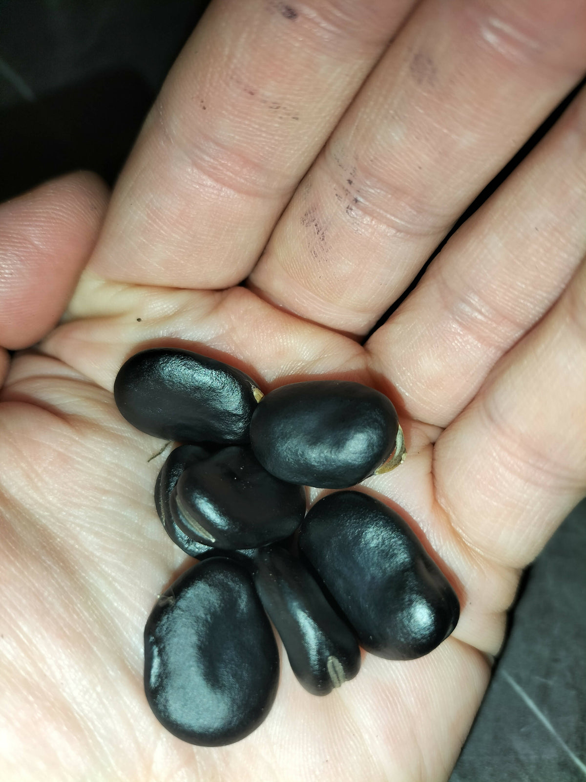 Black Russian broad bean