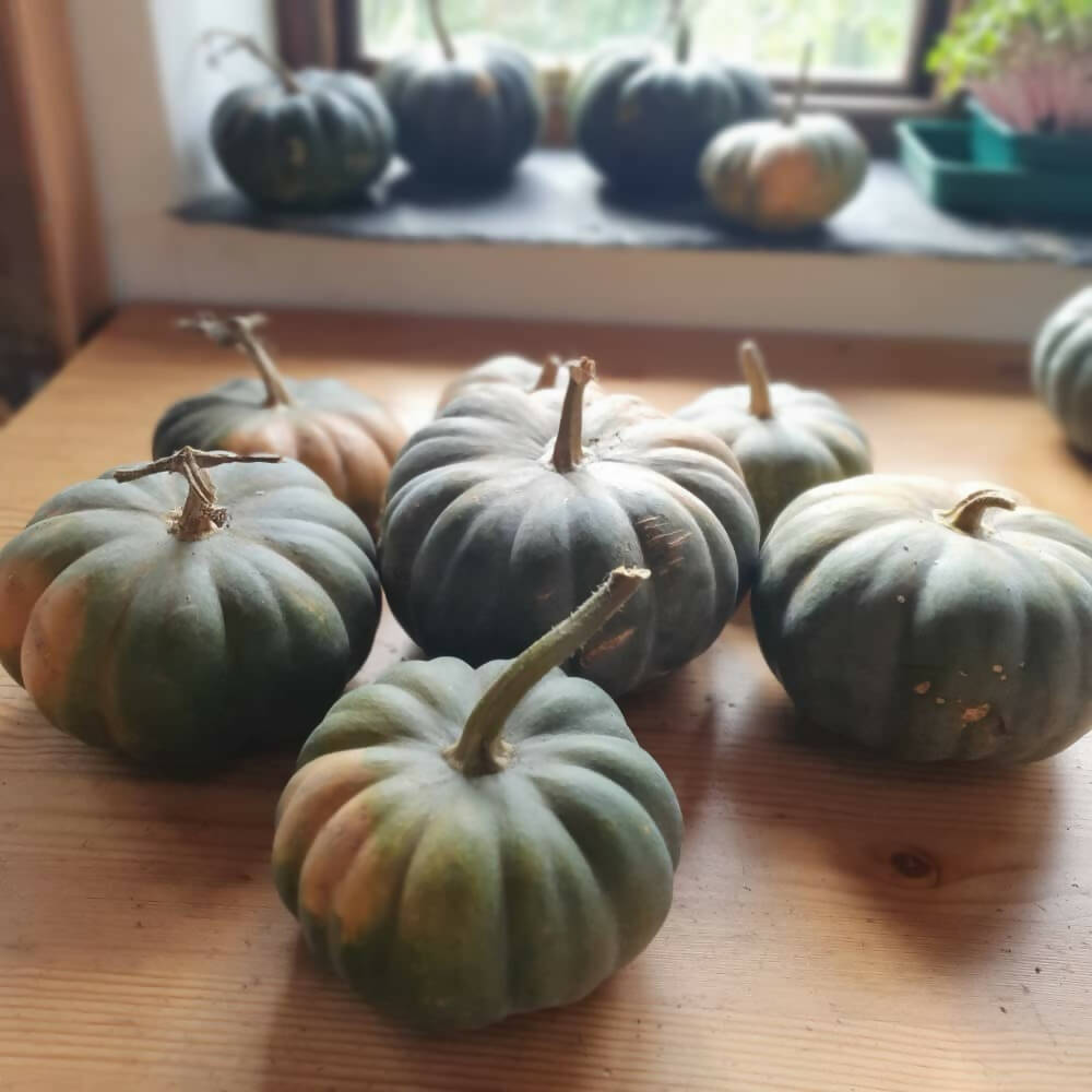 mini-musk-squash