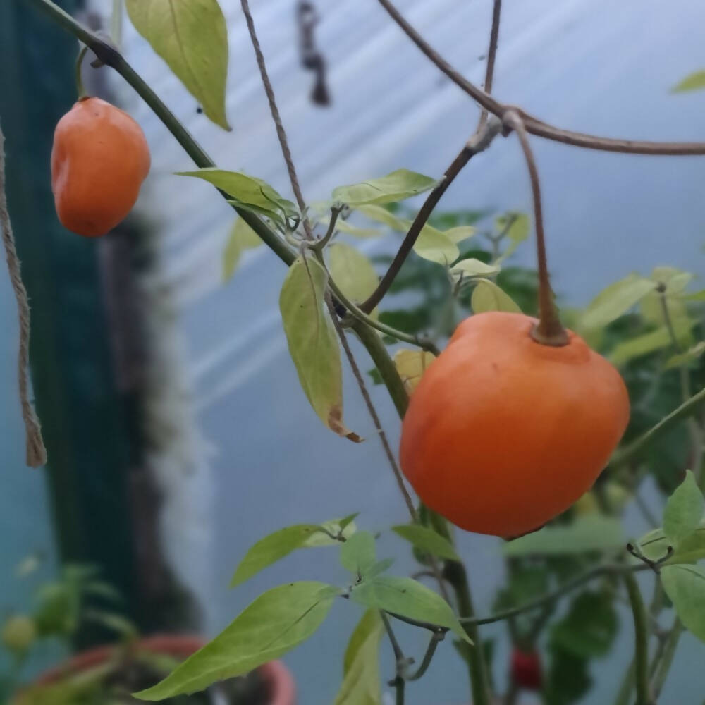 capsicum-pubescens-seeds-orange