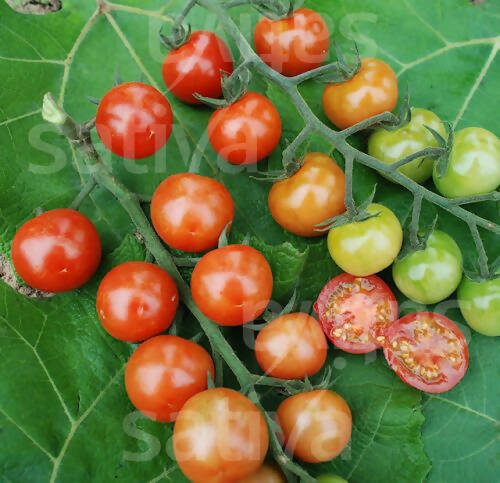 Primabella cherry tomato seeds