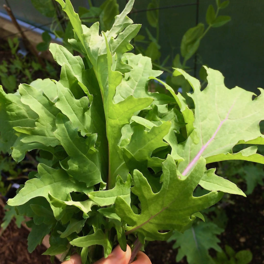 &#39;Red Russian&#39; Kale