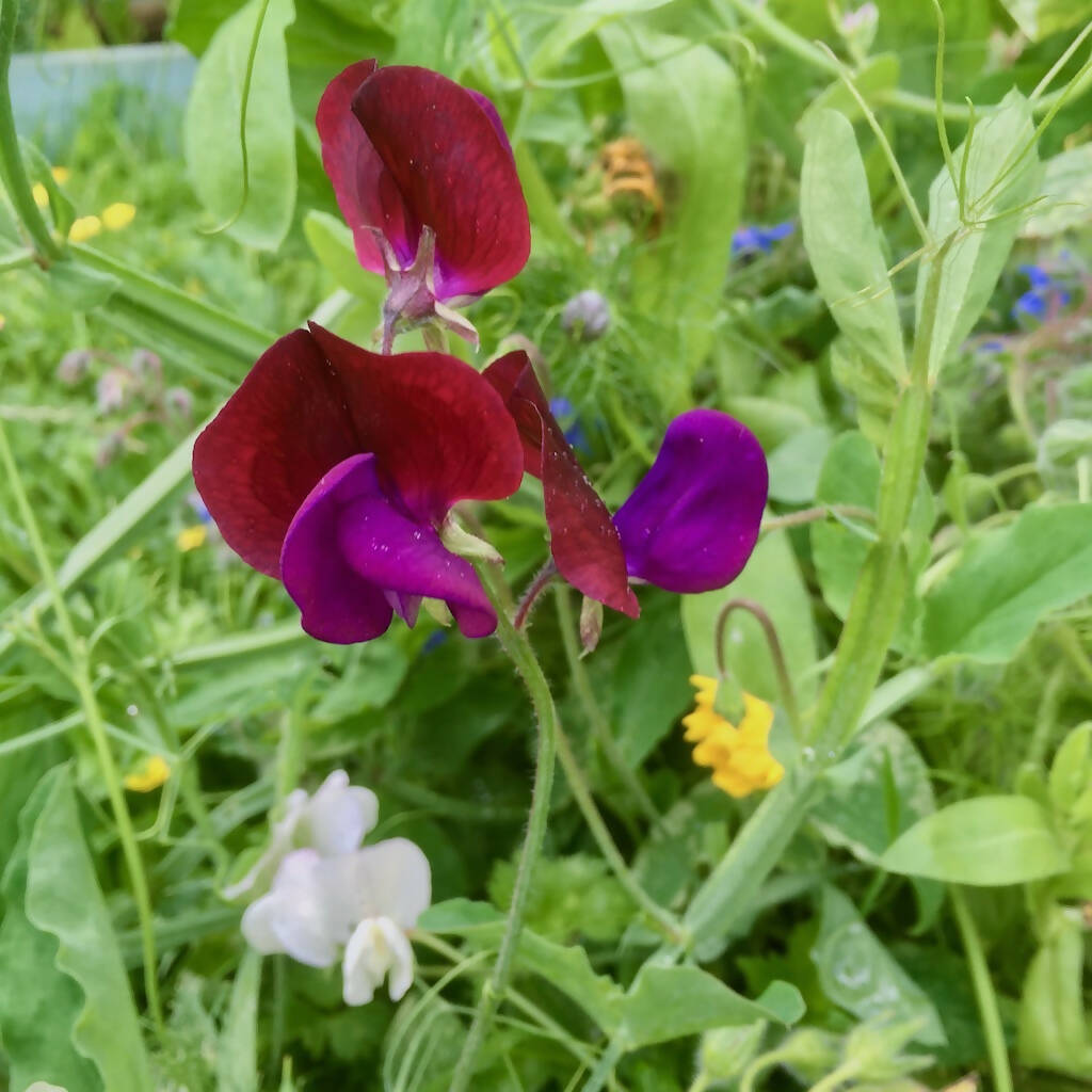 Sweet Pea Flower (Annual)